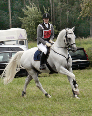 Anglohingsten Business (29,01% ox), född 1996 (e. Stubin x), mkh: 167 cm. Premierad AB för angloavel i Sverige. Godkänd i Oldenburger Verband. Ryttare: Alicia Holmén. Foto: Anki Lundberg, Mantorp, 15 augusti 2009.
