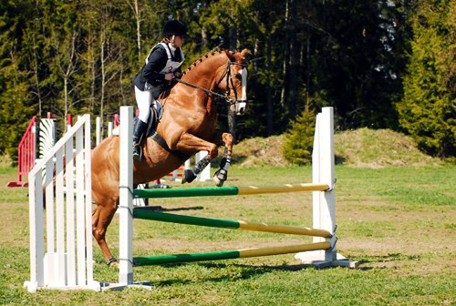 Buzzy H x f. 2004 e. Business u. Hägnens Eurudike ue. King's Bonus xx. Ägare Rebecca Persson. Uppfödare Pia Jorunger. Foto Agnes Bilberg.