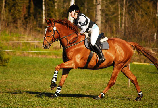 Buzzy H x f. 2004 e. Business u. Hägnens Eurudike ue. King's Bonus xx. Ägare Rebecca Persson. Uppfödare Pia Jorunger. Foto Agnes Bilberg.