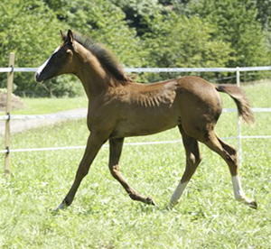 Business-föl fött i Schweiz. Chimaya x (46.425 % ox), sto mörkfux född 17 maj 2008, e. Business x 1102 (29.01 % ox) – u. DH Cikada x (63.84 % ox) e. L.A. Kublai Khan ox. Framavlad på fryst semin, FAI från Sverige. Uppfödare: Yvonne Wernig, Schweiz. Fotot är taget i Schweiz oktober 2008.