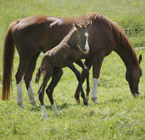 Stofölet Chimaya AA (46,425 % ox),(e. Business) och DH Cikada *AA* (e. L.A. Kublai Khan ox). Fölet är född 17 maj 2008 i Schweiz. Uppfödare: Yvonne Wernig, Schweiz. Foto: Yvonne Wernig, 2008.