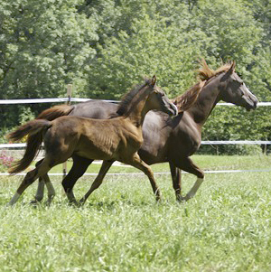 Chimaya x (46.425 % ox), sto mörkfux född 17 maj 2008, e. Business x 1102 (29.01 % ox). Framavlad på fryst semin, FAI från Sverige. Uppfödare: Yvonne Wernig, Schweiz. Moder: DH Cikada x (63.84 % ox) e. L.A. Kublai Khan ox. Fotot är taget i Schweiz oktober 2008.
