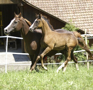 Stofölet Chimaya AA (46,425 % ox) mörkfux (e. Business) och DH Cikada *AA* (e. L.A. Kublai Khan ox). Fölet är född 17 maj 2008 i Schweiz. Uppfödare: Yvonne Wernig, Schweiz. Foto: Yvonne Wernig, 2008.