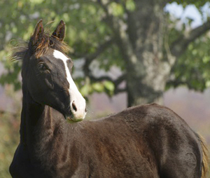 Chimaya AA (46,425 % ox) sto mörkfux (e. Business x – u. DH Cikada *AA* e. L.A. Kublai Khan ox), född 17 maj 2008 i Schweiz. 5 månader gammal. Uppfödare: Yvonne Wernig, Schweiz. Fotot är taget i oktober 2008.