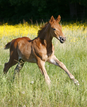 Curiou Cashew AACR (anglo-korsning) hingstföl fux född 2008 (e. Jaguar Mail 1144 SF – u. Kon-Tiki x e. Business x). Angloriks 2008, Fölbedömning: 8,7,8,9,9,8 = 49 poäng, klass I. Uppfödare: Ann Gyllenswärd, Växjö. Foto: Anki Lundberg, Växjö, juni 2008.