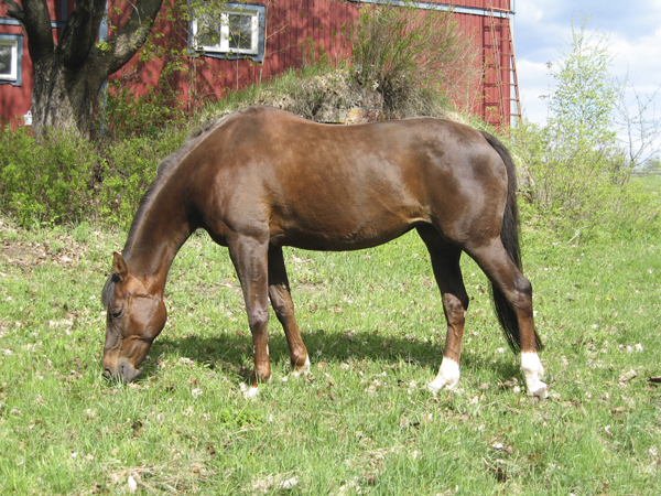 Dáphne x, sto fux född 1989, (e. Trainers Seat xx – u. Dansesuse x). Uppfödare Lennart och Anna-Lisa Nelson, Degerfors. Ägare från 1993–2008: Anna Beronius. Bilden är tagen i maj 2008.