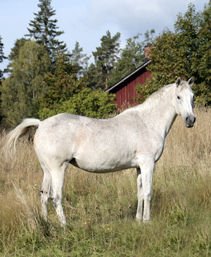 Dark Lady x (50 % ox), skimmel sto född 1994 (e. Eldorado ox 831 – u. Svarta Maja xx e. Toe Hold xx). Uppfödare: Lena Bengtsson, Stensnäs Anglostuteri. Foto: Anki Lundberg, 16 september 2009 Bor, Småland.