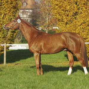 Godkänd A-hingst i ZAM. DH Jeannot, AA (29.35 % ox), fux född 2005 e. Jebeland Pontadour (AA) (31% ox) – u. DH Circina *AA* (27.68 % ox ) e. Cinéma *AA* (55.36 % ox). Uppfödare: T. och A. Gygax, Dalchenhof, 4805 Brittnau, Schweiz. Foto: Jenny Poijo, november 2008 Avenches, Schweiz.