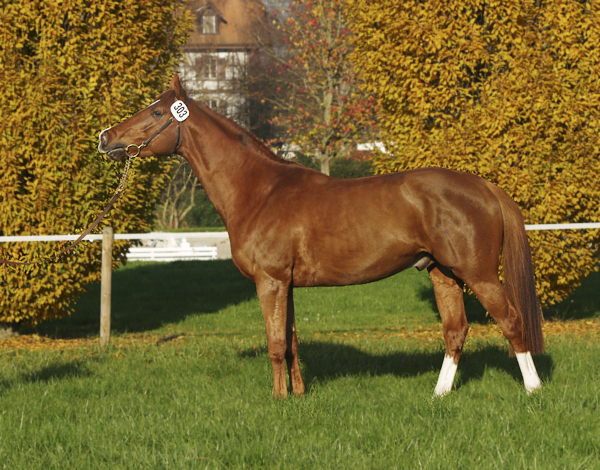 Godkänd A-hingst i ZAM. DH Jeannot, AA (29.35 % ox), fux född 2005 e. Jebeland Pontadour (AA) (31% ox) – u. DH Circina *AA* (27.68 % ox ) e. Cinéma *AA* (55.36 % ox).  Uppfödare: T. och A. Gygax, Dalchenhof, 4805 Brittnau, Schweiz. Foto: Jenny Poijo, november 2008 Avenches, Schweiz. 