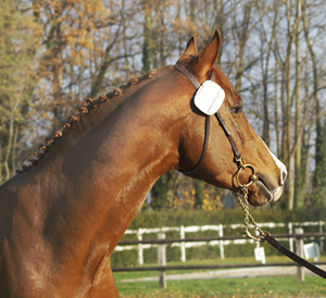 Godkänd A-hingst i ZAM. DH Jeannot, AA (29.35 % ox), fux född 2005 e. Jebeland Pontadour (AA) (31% ox) – u. DH Circina *AA* (27.68 % ox ) e. Cinéma *AA* (55.36 % ox). Uppfödare: T. och A. Gygax, Dalchenhof, 4805 Brittnau, Schweiz. Foto: Jenny Poijo, november 2008 Avenches, Schweiz.
