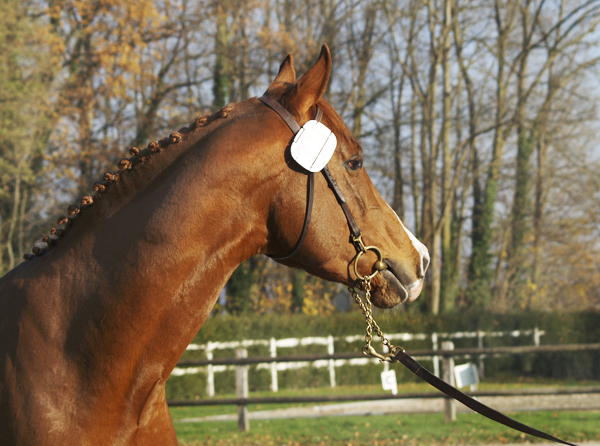 Godkänd A-hingst i ZAM. DH Jeannot, AA (29.35 % ox), fux född 2005 e. Jebeland Pontadour (AA) (31% ox) – u. DH Circina *AA* (27.68 % ox ) e. Cinéma *AA* (55.36 % ox).  Uppfödare: T. och A. Gygax, Dalchenhof, 4805 Brittnau, Schweiz. Foto: Jenny Poijo, november 2008 Avenches, Schweiz. 