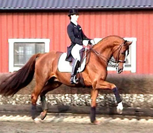 Länk till filmen. Minna Telde och Don Charly 1052 (e. Don Gregory - ue. Inschallah x). Foto: Anki Lundberg.