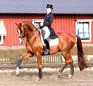 Länk till filmen. Minna Telde och Don Charly 1052 (e. Don Gregory - ue. Inschallah x). Foto: Anki Lundberg.