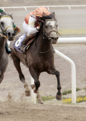 Double u El Tanam ox, skm valack född 2004 (e. Om El Tanam US – u. El Garbo SE e. Eldorado SE). Vid Scandinavian Arabian Racing Associations årsmöte korades Double U El Tanam ox (e. Om El Tanam) till Årets Rookie 2008. Uppödare: Scherling Per-Olof, Vetlanda, Småland. Foto: Anki Lundberg, 5 juni 2009, Jägersro, Malmö. Livs (november 2009) 8 starter. Placeringar: 2-2-2. 77.000 SEK.