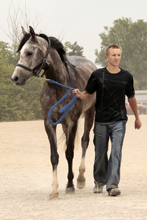 Double u El Tanam ox, skm valack född 2004 (e. Om El Tanam US – u. El Garbo SE e. Eldorado SE). Vid Scandinavian Arabian Racing Associations årsmöte korades Double U El Tanam ox (e. Om El Tanam) till Årets Rookie 2008. Uppödare: Scherling Per-Olof, Vetlanda, Småland. Foto: Anki Lundberg, 5 juni 2009, Jägersro, Malmö. Livs (november 2009) 8 starter. Placeringar: 2-2-2. 77.000 SEK.