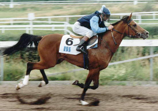 Elcatero ox (e. Eldorado – ue. Grojor) rids till sin första seger i Oslo av jockeyn Colin Gauntlet. Elcatero är godkänd för angloavel, mkh: 155 cm.