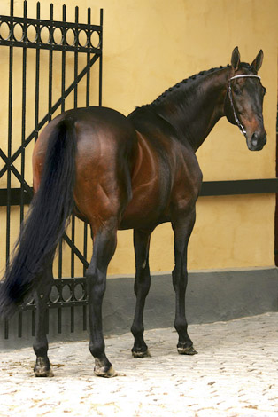 Eighty Eight Keys xx 821 godkänd för angloavel, A-premierad, 43 poäng, brun, mkh: 167 cm, (e. Fappiano xx – u. Sweet Old Girl xx e. Olden Times xx). Uppfödare: Elmendorf Farm Inc, USA.