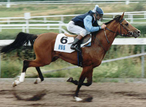Elcatero ox (e. Eldorado – ue. Grojor) rids till sin första seger i Oslo av jockeyn Colin Gauntlet. Elcatero är godkänd för angloavel, mkh: 155 cm.