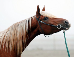 Flax-fux. El Catania ox (e. Elcatero – u. Colombin e. Gokart), mkh: 154 cm, fux med ljus man och svans. Både sto och hingst måste bära flax-anlaget för att avkomman ska kunna få färgen. Elcatero har flax-genen, även bruna hästar, skimlar och vanliga fuxar kan vara flax-bärare. Foto: Linda Karlström, Älvsbyn, Norrbottens län.