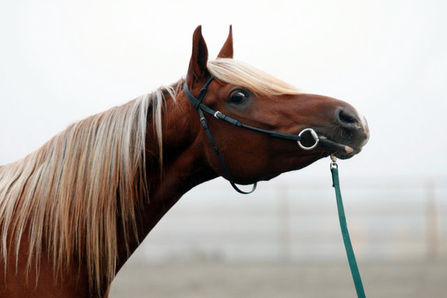 El Catania ox (e. Elcatero – u. Colombin e. Gokart), mkh: 154 cm, med den ovanliga färgen fux med ljus man och svans. Både sto och hingst måste bära flax-anlaget för att avkomman ska kunna få denna färg. Elcatero har anlaget för denna färg (flax-genen). Foto: Linda Karlström, Älvsbyn, Norrbottens län.