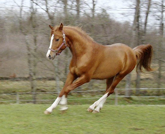 El Quattro ox, fux valack född 2005, (e. Elcatero – u.Welona e. Mamluk SU). Uppfödare: Per-Olof Scherling, Vetlanda, Småland. Ägare: Kerstin & Roland Ask, Vox Arabians, Våxtorp, Halland.