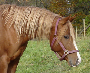 El Quattro ox, fux hingst född 2005, (e. Elcatero – u.Welona e. Mamluk SU). Uppfödare: Per-Olof Scherling, Vetlanda, Småland. Ägare: Kerstin & Roland Ask, Vox Arabians, Våxtorp, Halland.