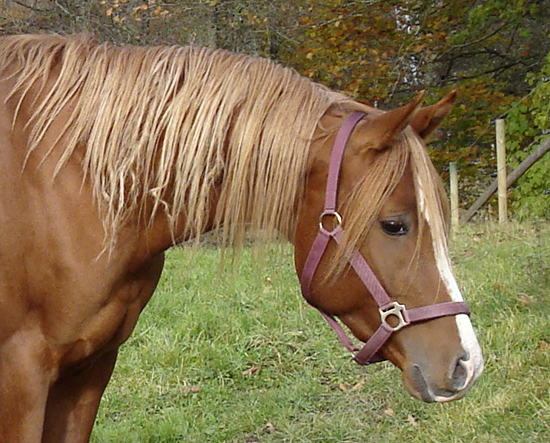 El Quattro ox, fux valack född 2005, (e. Elcatero – u.Welona e. Mamluk SU). Uppfödare: Per-Olof Scherling, Vetlanda, Småland. Ägare: Kerstin & Roland Ask, Vox Arabians, Våxtorp, Halland.