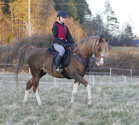 Elcaballero ox (e. Elcatero) fux med ljus man, valack född 2003, mkh: 156 cm. Ryttare: Anna Alexandersson, april 2008, Stångeland, Småland. Foto: Anki Lundberg.