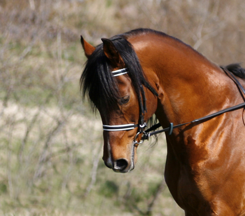 AB-premierade Elcatero ox (e. Eldorado – u. Catinka e. Grojor), mkh: 155 cm. Elcatero 913 är godkänd för anglo- och halvblodsavel och har tilldelats titeln Elit Arab i galopp av SAHF. Bilden är tagen i april 2008, Elcatero är 23 år på bilden. Foto: Katarina Törngård.