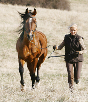 AB-premierade Elcatero ox (e. Eldorado – u. Catinka e. Grojor), mkh: 155 cm. Elcatero 913 är godkänd för anglo- och halvblodsavel och har tilldelats titeln Elit Arab i galopp av SAHF. Bilden är tagen i april 2008, Elcatero är 23 år på bilden. Foto: Katarina Törngård.
