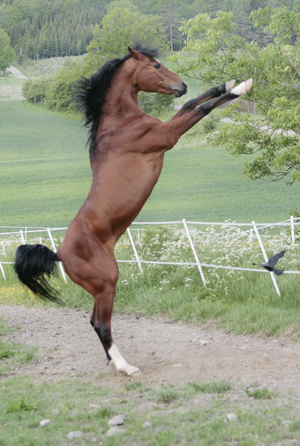 Elcatero ox 913 (e. Eldorado – u. Catinka e. Grojor) den 2 juni 2009. 24 år på bilden. Elcatero har 21,875 % Crabbet-blod. Foto: Anki Lundberg.