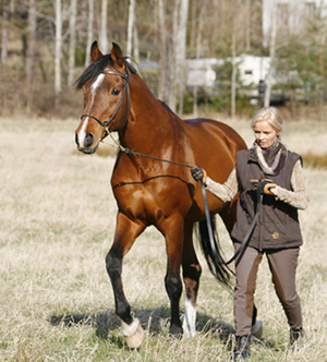 AB-premierade Elcatero ox (e. Eldorado – u. Catinka e. Grojor), mkh: 155 cm. Elcatero 913 är godkänd för anglo- och halvblodsavel och har utnämnts till Årets Arab i galopp tre år på raken av SAHF. Bilden är tagen i april 2008, Elcatero är 23 år på bilden. Foto: Katarina Törngård.