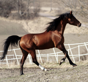 24 år. Elcatero ox 913 (e. Eldorado). Foto: Anki Lundberg, 4 april 2009, Gamleby, Småland.