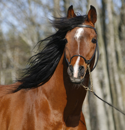 AB-premierade Elcatero ox (e. Eldorado – u. Catinka e. Grojor), mkh: 155 cm. Elcatero 913 är godkänd för anglo- och halvblodsavel och har tilldelats titeln Elit Arab i galopp av SAHF. Bilden är tagen i april 2008, Elcatero är 23 år på bilden. Foto: Katarina Törngård.