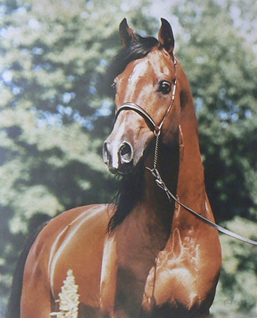 Elcatero ox 913, (e. Eldorado), mankhöjd 155 cm, AB-premierad med 8,8,8,8,9 =41 poäng. Ger stamboksberättigade avkommor av raserna angloarab, halvblod, shagya-arab, knabstrup, ridponny och arabiska fullblod. Foto: Martin Larsson.