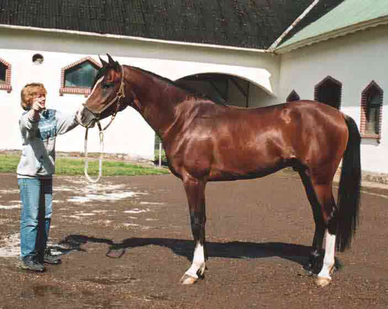 Elcopero ox (e. Elcatero) brun valack född 1999. Vinnare av Svenskt Arabkriterium 20002. Vinnare CEI*** 160 kilometer Dackeritten 2008. Uppfödare: Katarina Törngård, Tjust Araber, Småland.