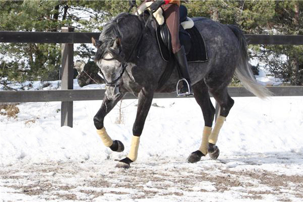 Emba x (50 % ox), sto skimmel född 2004 (e. Malvernico xx – u. Varma ox e. Mascat ox). Ägare: Viktoria Bernow. Fotot är taget i februari 2009 i Nacka, Stockholm.