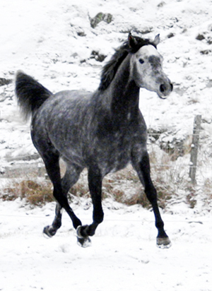 Emba x (50 % ox), sto född 2004 (e. Malvernico xx – u. Varma SU ox e. Mascat SU ox). Ägare: Viktoria Bernow. Fotot är taget i februari 2009 i Nacka, Stockholm.