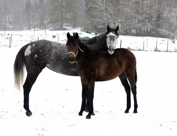 Emba x (50 % ox), sto född 2004 (e. Malvernico xx – u. Varma SU ox e. Mascat SU ox) och Sancerre (hbl), 50 % angloarab, sto född 2008, e. Sandakan (hbl) – u. Emba x (50 % ox) e. Mavernico xx. Fotot är taget i februari 2009 i Nacka, Stockholm.