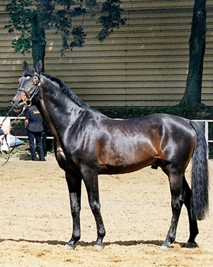 Emetyt x i Warszawa. Foto: Iwona Knaziak. Emetyt har tävlat svår fälttävlan och Grand Prix-hoppning. Far till Ronja x född 2005 (e. Emetyt x – u. Rybitwa x e. First des Termes x), Bästa Hopphäst Angloriks 2008.