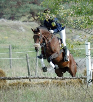 Esteve x (36,59 %), sto, brun, e. Shiva du Loup x FR – u. Impala Creusoise x FR e. Vote-Bien x FR, augusti 2007, Uppsala. Uppfödare: Torsten Gårdlund, Lyngby Stuteri, Genarp. Foto: Å Johansson, Malin Johanssons album på Pixbox.