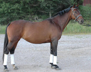 Esteve x (36,59 %), sto, brun, e. Shiva du Loup x FR – u. Impala Creusoise x FR e. Vote-Bien x FR. Foto: Malin Johansson.