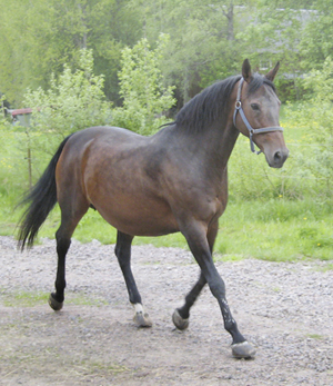 Esteve x (36,59 % ox), sto, brun (e. Shiva du Loup x FR – u. Impala Creusoise x FR e. Votez-Bien x FR). Uppföddare:Torsten Gårdlund, Lyngby Stuteri i Genarp. Fotot är taget i maj 2009. Den 22 maj 2009 fick Esteve ett stoföl, Estelle x (32,8 % ox), efter Business. Uppfödare till fölet är Lena Gävert.
