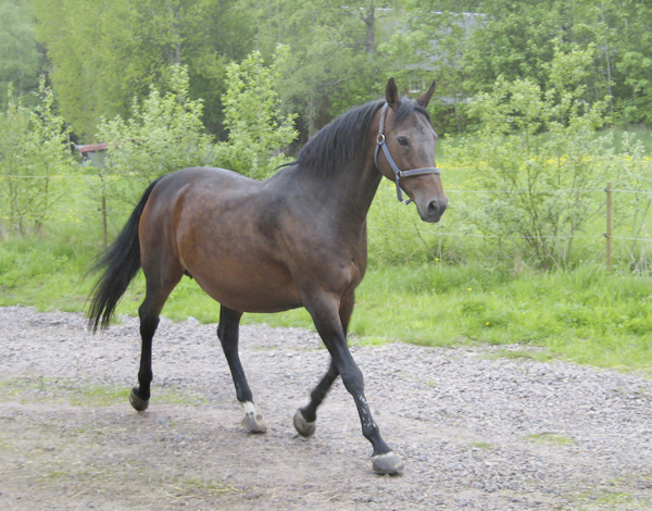 Esteve x (36,59 % ox), sto, brun (e. Shiva du Loup x FR – u. Impala Creusoise x FR e. Votez-Bien x FR). Uppföddare:Torsten Gårdlund, Lyngby Stuteri i Genarp. Fotot är taget i maj 2009.