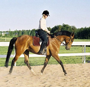 Exacum x (50 % ox), sto brun mkh: 163 cm (e. Eldorado ox – u. Hjosephine xx e. Hjovial xx). Exacum har lämnat anglo-avkomman Rataxes (e. Red Baron ox). Bilden är tagen i Luleå. Foto: Anki Lundberg