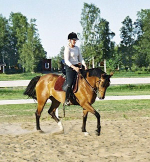 Exacum x (50 % ox), sto e. Eldorado ox – u. Hjosephine xx e. Hjovial. Exacum har lämnat anglo-avkomman Rataxes (e. Red Baron ox). Foto: Anki Lundberg