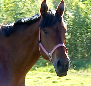 Exacum x (50 % ox), sto e. Eldorado ox – u. Hjosephine xx e. Hjovial xx). Foto: Anki Lundberg