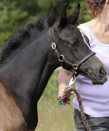 Fahime Lamaan ox, hingst skimmel född 2008, (e. Nordique – u. Loka e. Koliber PL). Uppfödare: Catharina Holmgren, Rutvik, Luleå.