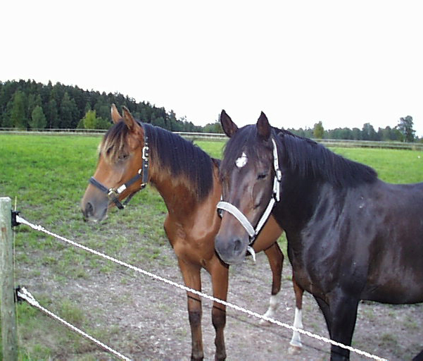 Fhabiola x med dotter Fiorentina x . Bilden tagen 2002.