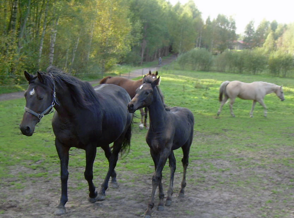 Fhabius x (6,25 % ) och Fhabiola x (12,5 %). Hästarna tillhör sektion I, AC.